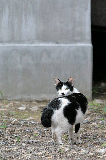 太田区のねこ