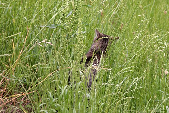 太田区のねこ