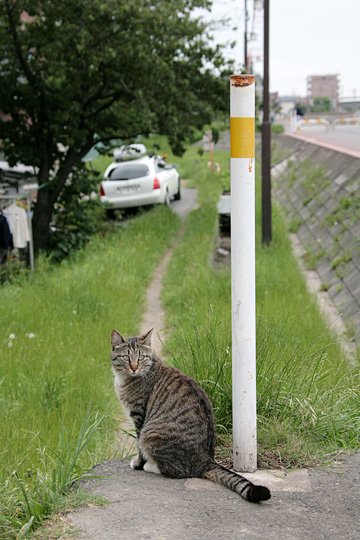 太田区のねこ