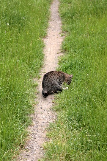 太田区のねこ