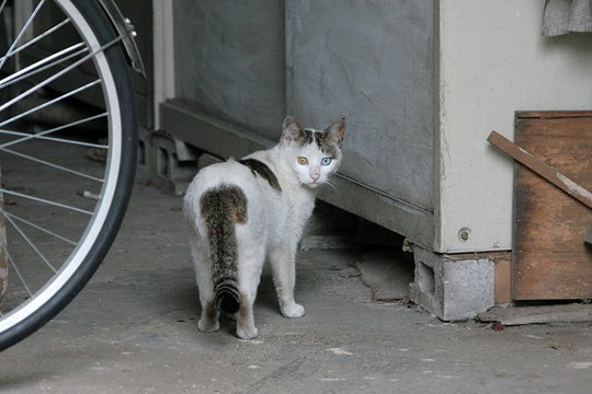 太田区のねこ