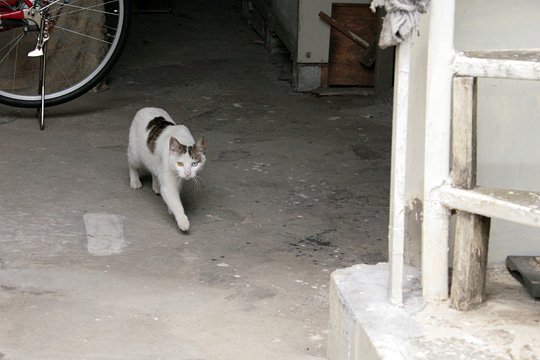 太田区のねこ