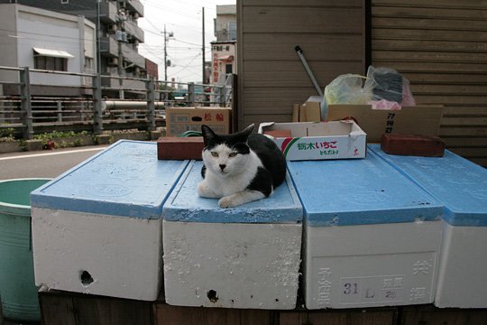 太田区のねこ