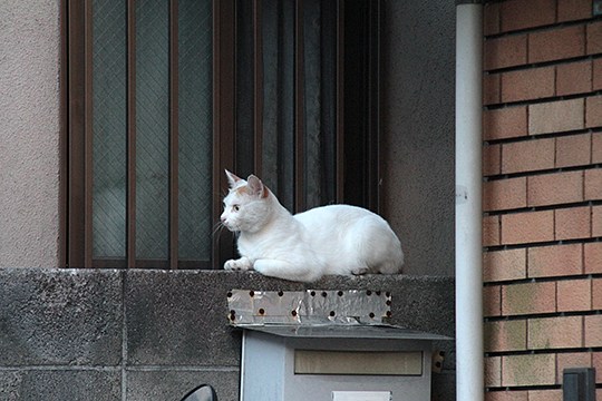 太田区のねこ