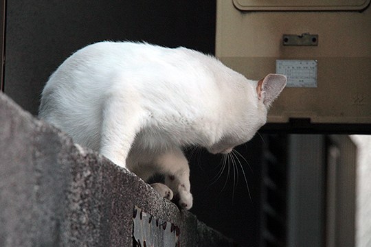 太田区のねこ