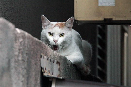 太田区のねこ