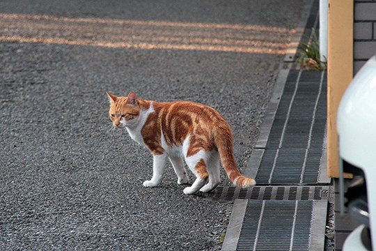 太田区のねこ