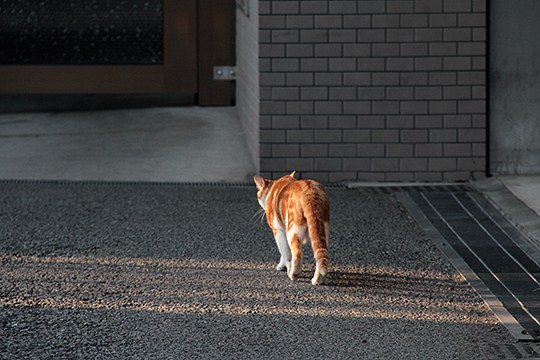 太田区のねこ