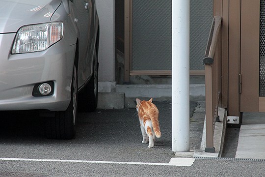 太田区のねこ