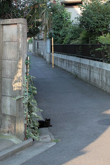 太田区のねこ