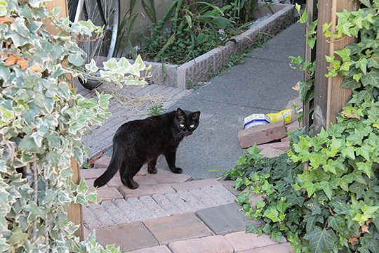太田区のねこ