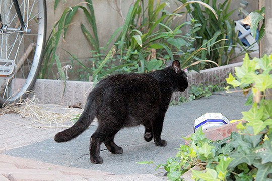 太田区のねこ
