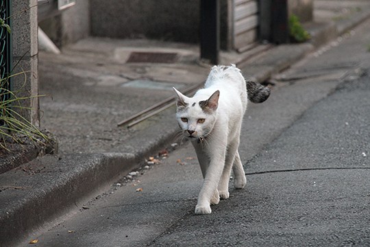 太田区のねこ