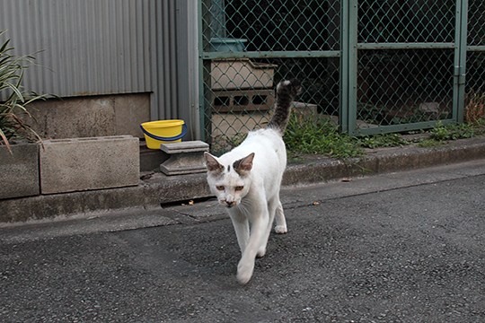 太田区のねこ