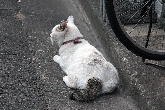 太田区のねこ