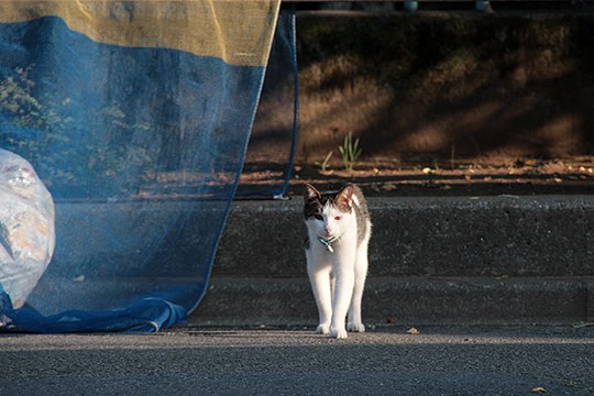 太田区のねこ