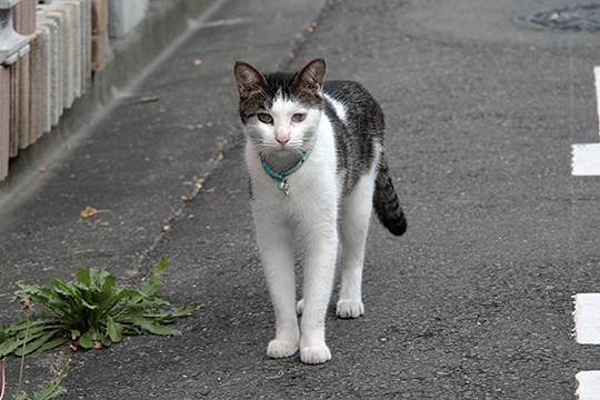 太田区のねこ