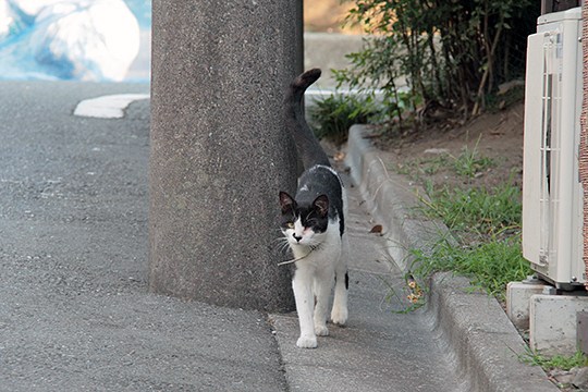 太田区のねこ