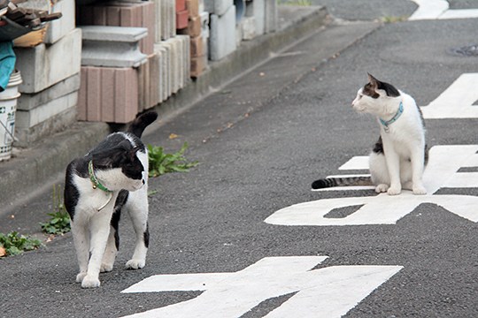 太田区のねこ