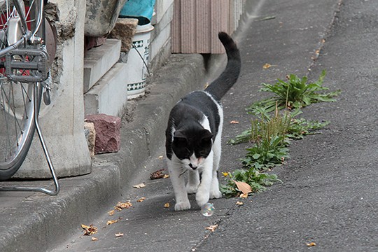 太田区のねこ