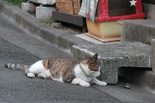 太田区のねこ