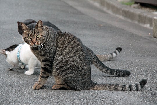 太田区のねこ