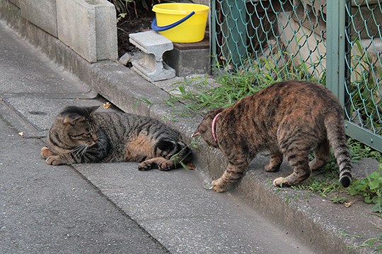 太田区のねこ