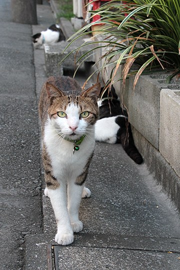 太田区のねこ