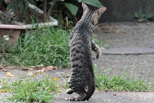 太田区のねこ
