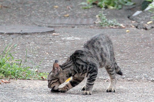 太田区のねこ