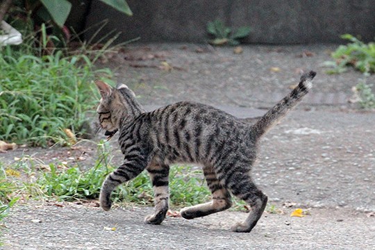太田区のねこ