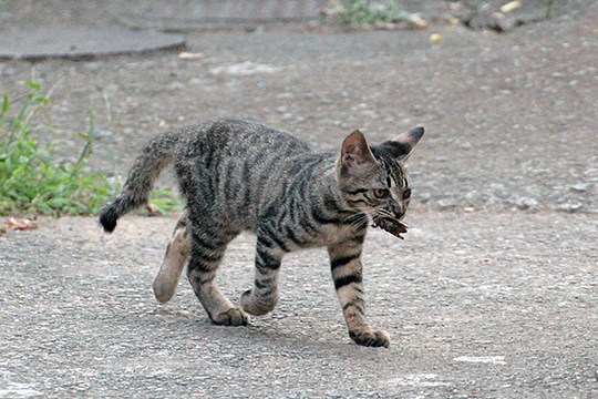 太田区のねこ