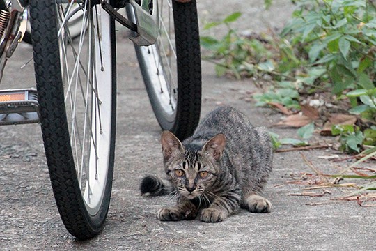 太田区のねこ