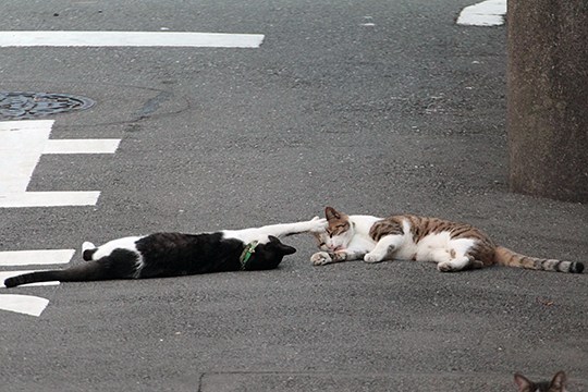 太田区のねこ