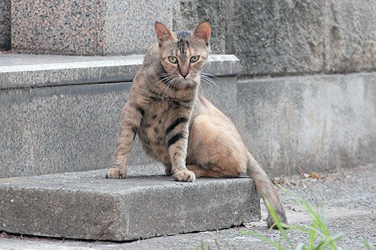 太田区のねこ