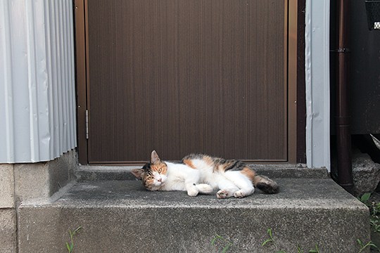 太田区のねこ
