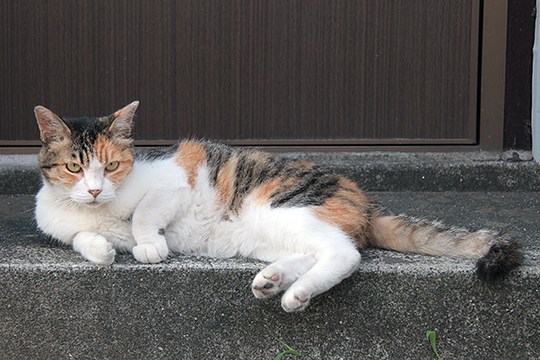 太田区のねこ