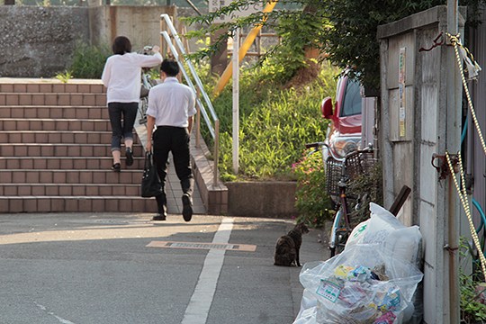 太田区のねこ