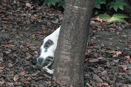 太田区のねこ