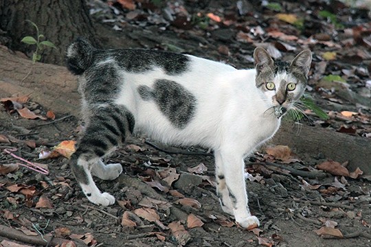 太田区のねこ