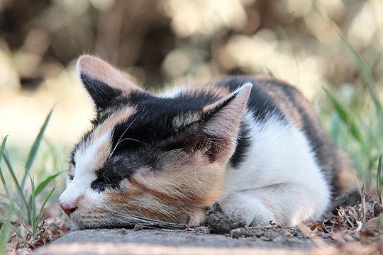 太田区のねこ