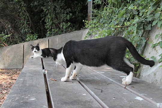 太田区のねこ