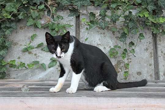 太田区のねこ