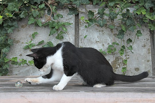 太田区のねこ