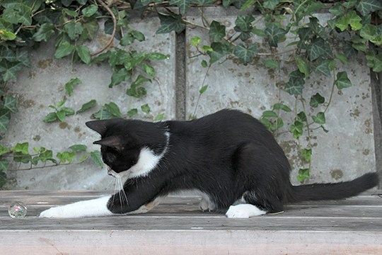 太田区のねこ