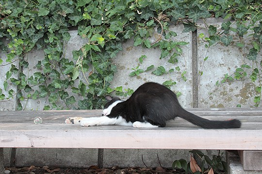 太田区のねこ