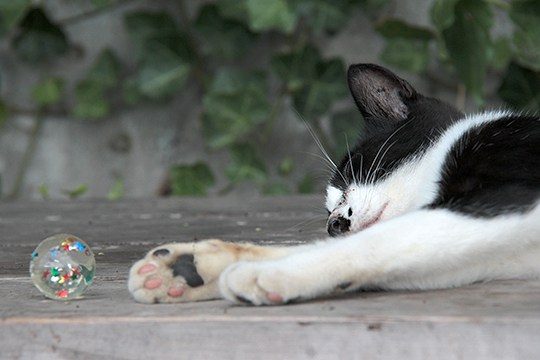 太田区のねこ