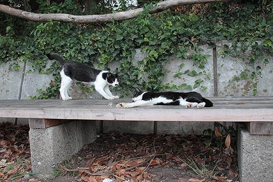 太田区のねこ