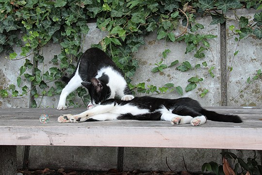 太田区のねこ