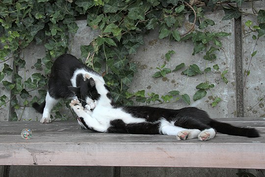 太田区のねこ